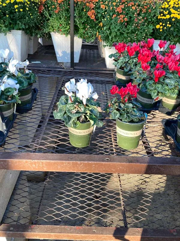 Flowers in pots